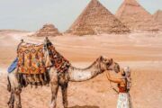 camel at pyramids panorama